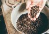 LM Re e Britam fazem parceria com insurtech para proteger café queniano dos riscos climáticos