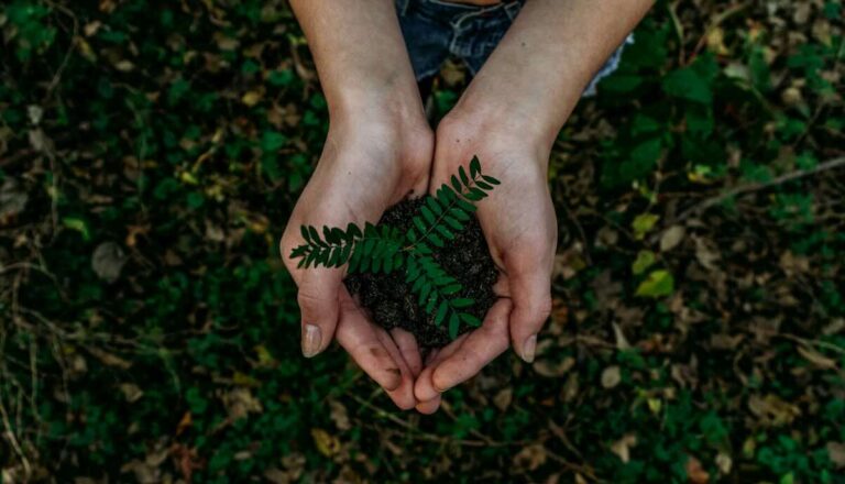 Conheça as 10 principais insurtechs sustentáveis