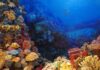 Seguro paramétrico pode proteger recifes de coral contra ameaças climáticas