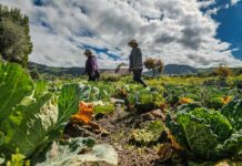 Equador contrata o primeiro seguro paramétrico para agricultores vulneráveis ao clima