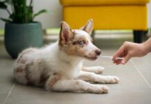 Mercado de seguro pet deve ultrapassar US$ 113,7 bi até 2035 com alta nos custos veterinários: relatório