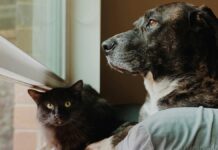 Crescimento do seguro para pets esbarra em tecnologia desatualizada