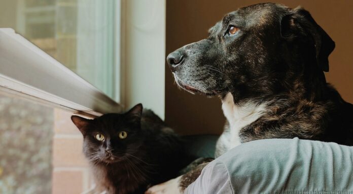 cachorro e gato - seguro para pets esbarra em tecnologia ultrapassada