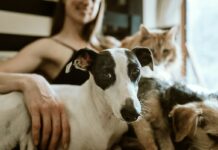 Por que o seguro para pets exige um modelo diferente?