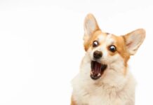 Insurtech Corgi atinge avaliação de US$ 4 bilhões após terceira rodada de financiamento em dois meses