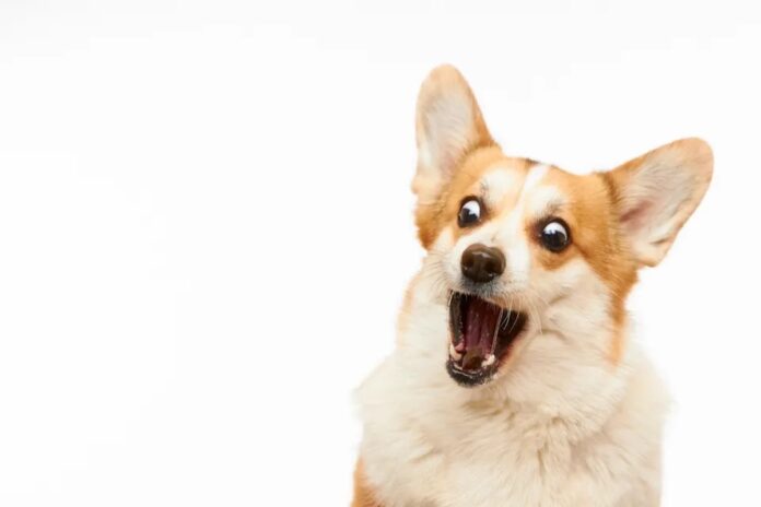corgi abismado